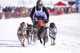Lenk 2013